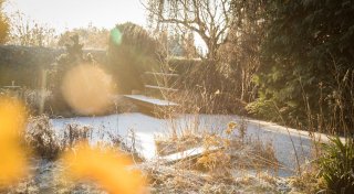 Sieben winterblühende Sträucher für den Garten