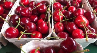 Reiche Ernte: Ein Drittel mehr Kirschen als im Vorjahr