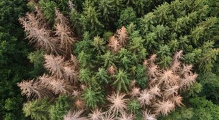 Satellitendaten zeigen: 900.000 Hektar Wald verloren