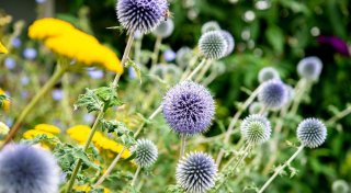 So überstehen Pflanzen das Extremwetter im Sommer