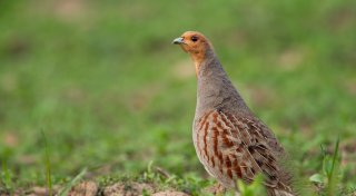 Stark gefährdet: So wollen Landwirte in Stemwede die Rebhühner retten