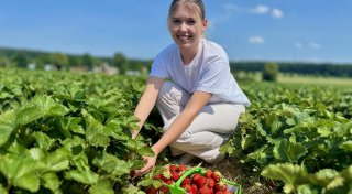 Erdbeeren selbst pflücken: Alle Erdbeerfelder im Kreis Paderborn im Überblick