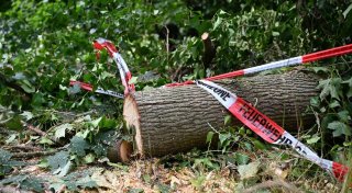 Warum Dürre-geplagte Wälder Stürmen schwerer trotzen können
