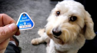 Gütersloh will Hundesteuer drastisch erhöhen: Das müssen Halter jetzt wissen