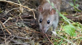Schädlingsreport 2025: Warum es in NRW mehr Ratten gibt als anderswo