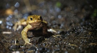 So kommen Amphibien im Garten gut durch den Winter