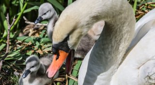 Zugverkehr kurzzeitig unterbrochen: Schwanenfamilie verirrt sich auf Gleis in Paderborn