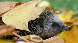 So gestaltet man Garten und Balkon wildtierfreundlich