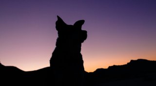 Kuriose Videoaufnahmen: Blaue Hunde rund um Tschernobyl werfen Fragen auf