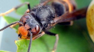 Asiatische Hornisse breitet sich weiter aus: Das müssen Sie zum Insekt wissen