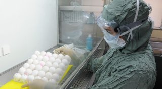Deutschland bunkert keinen Impfstoff gegen Vogelgrippe