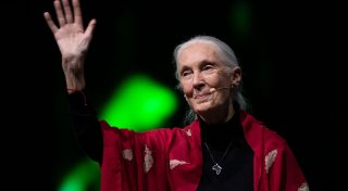 Schimpansen-Forscherin tot: Weltweite Trauer um Jane Goodall