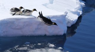 Subantarktis: Australien vervierfacht Meeresschutzgebiet