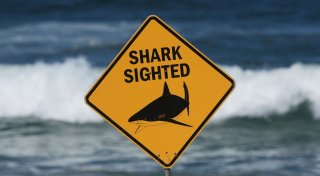 Bullenhai greift Schweizer Paar an - filmte GoPro das Drama?