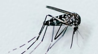 EU-Behörde: Neuer Rekord bei von Mücken übertragenen Viren
