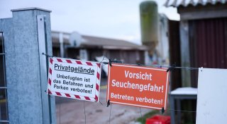 Landwirte in Sorge: Wie groß ist das Ausmaß der Tierseuche?