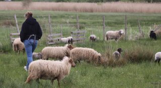 Hund soll offenbar im Blutrausch zwei Lämmer im Kreis Herford getötet haben