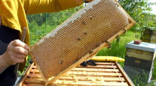 Imker ernten Rekordwert - Preis für Honig steigt