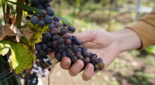 Nicht üppig, aber fein: Wie der Weinjahrgang 2024 wird