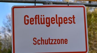 Vogelgrippe greift auf immer mehr Geflügel-Betriebe über