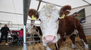 Vergnügen, Genuss und Tierschau: Brockumer Großmarkt baut auf Tradition
