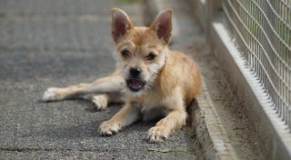 Ausgesetzte Hunde und Katzen: Tierheim Bünde päppelt Opfer von Animal-Hoarding auf