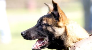 Angst vor Tierarztbesuch: Hund flieht kreuz und quer durch Bielefeld