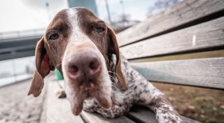Wenn das Tier vergesslich wird: Demenz bei Hunden