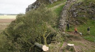 «Robin-Hood-Baum» gefällt: Täter müssen jahrelang in Haft