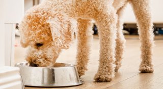 Gutes Hunde-Trockenfutter muss nicht teuer sein