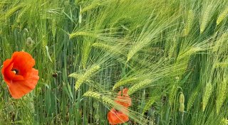 Trotz Dürre: Gute Böden retten die Ernte im Kreis Höxter