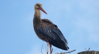 Was hat es mit dem dunklen Weißstorch aus dem Kreis Höxter auf sich?