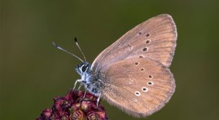 Dunkler Wiesenknopf-Ameisenbläuling Schmetterling des Jahres