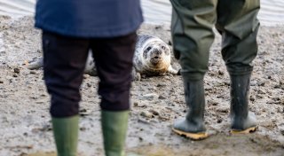 Die Robben sind los - erste Heuler der Saison ausgewildert