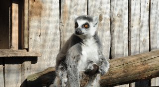 Das sind die Tierbabys im Tierpark Ströhen