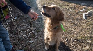 Verhütung für Hunde: Hormonchip als Alternative zur OP