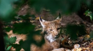 Achter Luchs im Schwarzwald: Das ist Martins Aufgabe