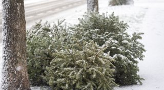 So kann der Weihnachtsbaum in OWL richtig entsorgt - oder recycelt werden
