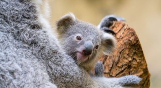 Koala-Baby im Duisburger Zoo heißt Yoorana