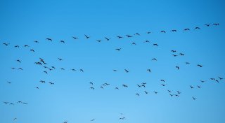 Erstmals Mensch in USA nach Vogelgrippe-Infektion gestorben