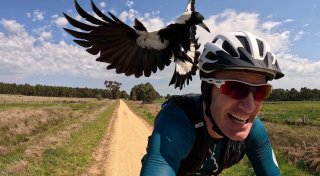 Magpies: Australiens überraschende Angreifer aus der Luft