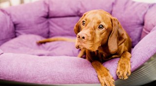 Ein Hund zieht ein: Tipps für die Eingewöhnung