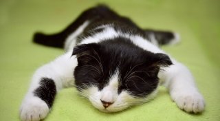 20 Gründe, warum Katzen bessere Haustiere sind als Hunde