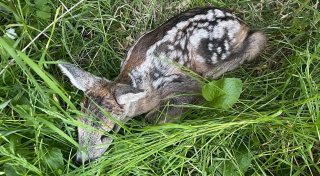 Kinder nehmen Rehkitz von Wiese in Bünde mit: Warum das für ein Tier fatal enden kann
