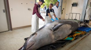 Extrem seltener Wal wird in Neuseeland seziert