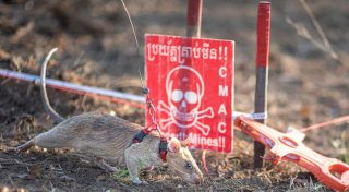 Minensuch-Ratte Ronin bricht in Kambodscha alle Rekorde