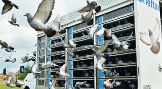 Brieftaubenzucht in Höxter: So finden die Tiere ihren Weg nach Hause