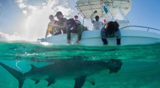 Hammerhaie werden auf den Bahamas zu Stubenhockern