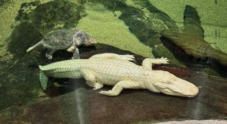 Albino-Alligator Claude in den USA gestorben
