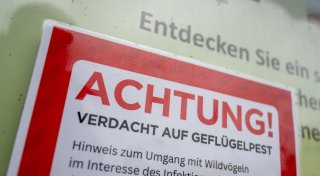 Vogelgrippe bei toter Kanadagans in NRW nachgewiesen